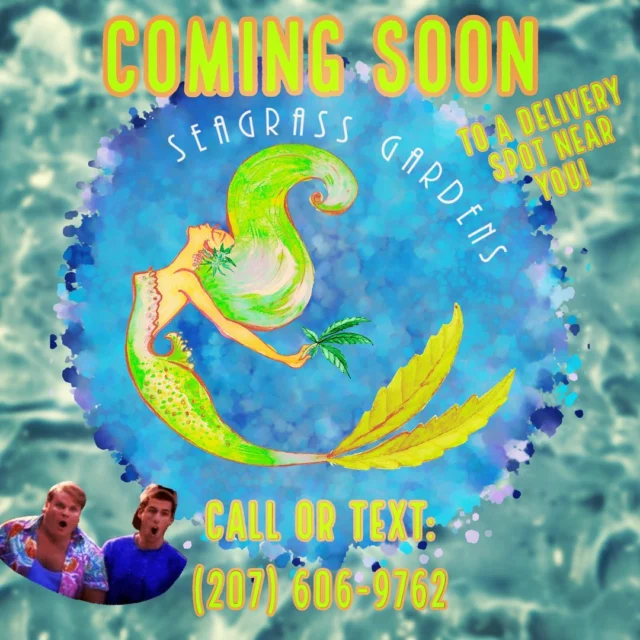 A new delivery option from Seagrass Gardens is rolling out now! Full menu available on Weedmaps 8-10-22 :) Seagrass Gardens delivery will be available from Kittery to Ogunquit and out to the Berwicks with several meetups daily at our new drop-off location conveniently located right on Route 1 in York. More details to come on that :) Many local caregivers from York and Eliot that we have known for decades will be featured with new caregivers added weekly. @blayesed4daze @cupofsunmaine @littlewolfcultivation #johnnytightlips #seagrassgardens and more will be available at launch with 🔥added daily. Grand opening and 1st time patient promos will be available at opening to save some serious 💵💵. Menu and delivery details coming so stay tuned everyone it’s gonna be fun!
.
.
Per Instagram nothing for sale#mainecaregivers♥️ #medicalmarijuana #delivery #avoidthenoid #cannabis #cannabiscommunity #cannabisculture #weedlife #growyourown #grandopening #photography #cannabiscures #cannabisevent #207grows #cannabisnews