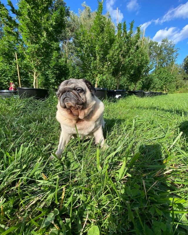 Lola enjoying some sun and her garden #pug #sun #chill #puglia #puglife #maine #207grown🔥 #vacationland #happydog #207growers