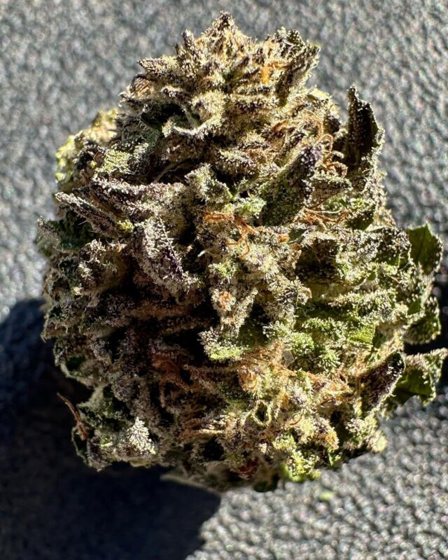 Harvest 2022 is dropping this weekend some quick pics on a brief break from trim prison ✂️
.
1st-Mountain Top Mint from Ethos came absolutely 🔥
2nd Blueberry Muffin Bubba Kush
3rd White Widow 🕷️ SAY CHEESE 📸 The cheese terps of this pheno are incredible🧀 All are so dense and sticky, we are beyond happy how this harvest finished up❤️
4th My neighbors goat “Speedy” wanted a bite of my phone 🐐
Find us on WEEDMAPS and seagrassgardens.com this coming Tuesday🤞
#sunkissed #genetics #marijuana #cannabis #207grown #delivery #thc #craftcannabis #outdoorthatsmorefirethanyourindoor #goats
—-ABSOLUTELY NOTHING FOR SALE ON INSTAGRAM——