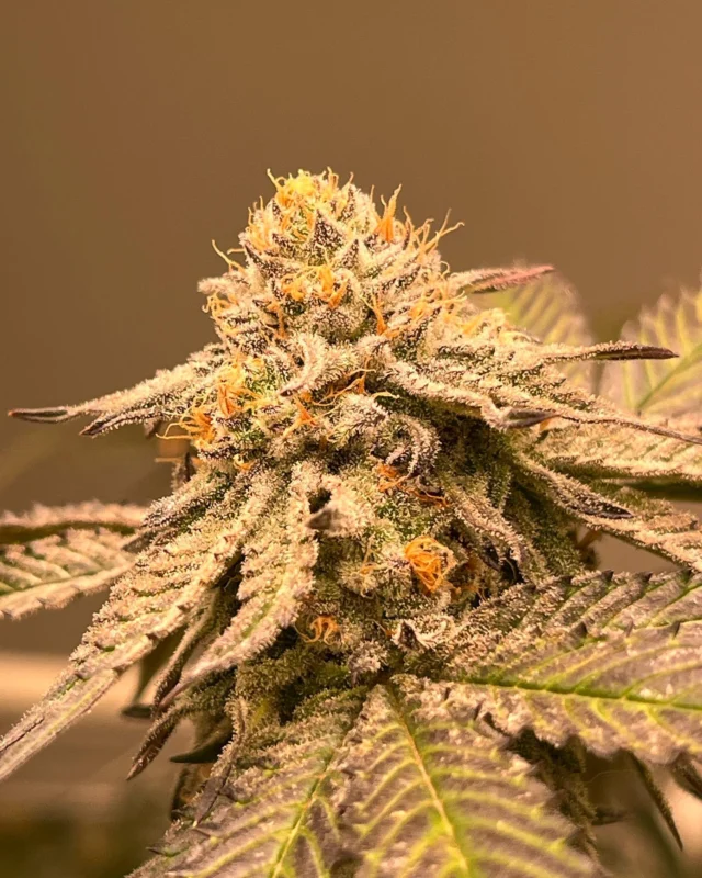 Here’s some of what we’ve been up to the passed few months here at Seagrass! Were doing our best to produce single source, quality medical cannabis products for our community here in southern Maine! Be sure to check us out on weedmaps or at  seagrassgardens.com. #maine#medicalcannabis