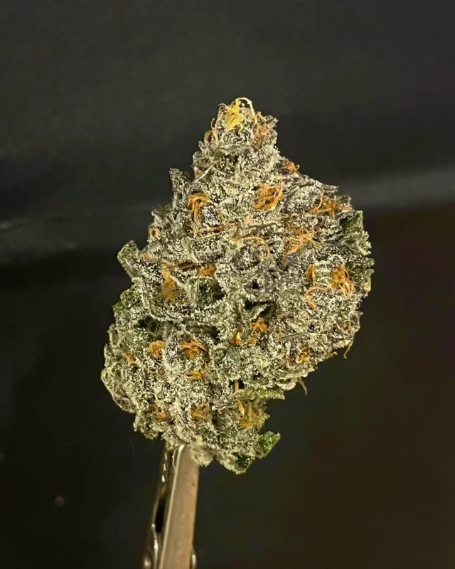 Purple Zeaweed. Found from Ethos Purple Zkittles seed stock. This one almost slipped through our fingers as they were popped from a pack of regular seeds. We decided to hold on to it due to its difference in appearance from the rest of the phenotypes and we’re glad we did. After fully flowering this cultivar 4-5 times since the pheno hunt we’ve noticed it’s ability to grab the attention of those burning it and those who are smelling it. The candy nose and flavor continue to impress, and the appearance/ effects are an added bonus. One of our favorites here at Seagrass. Purple Zeaweed. #maine #fire #frosty  #medicalcannabis. 🚫Educational only not for sale!🚫