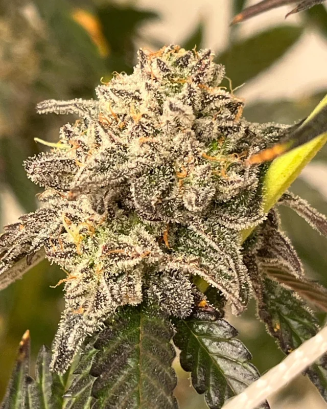 Trying as hard as we can to give everyone the best we can offer. Growing and pressing high quality herb and rosin over here at Seagrass Gardens. #2025 #fire #frosty #sticky #maine #medicalcannabis 🚫Educational only not for sale🚫
